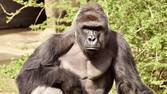 Cincinnati Zoo Says Killing Gorilla to Save Boy Was Right Decision