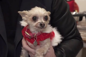 These dogs make up to $10k per social media post