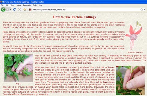 fuchsia-cuttings-mod21