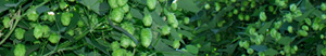 Sign up for the hops newsletter