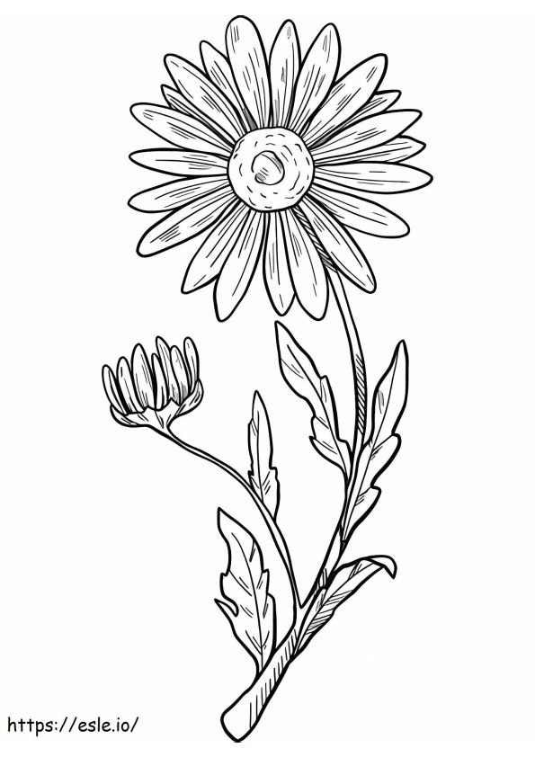 Hand Draw Daisy coloring page