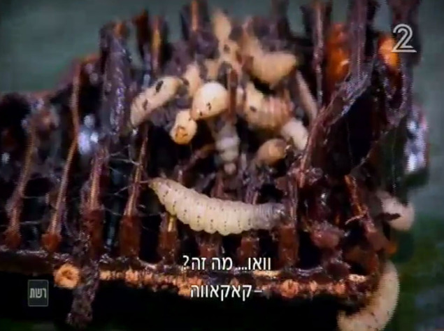 הישרדות הונדורס פרק 23 (צילום מסך)