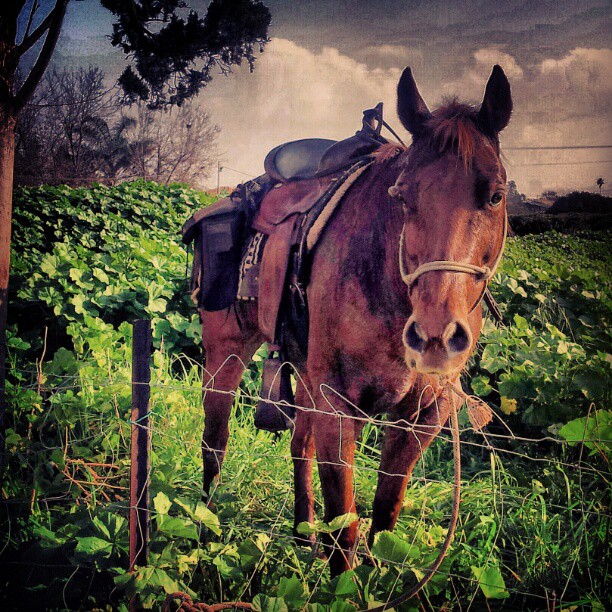 moranros