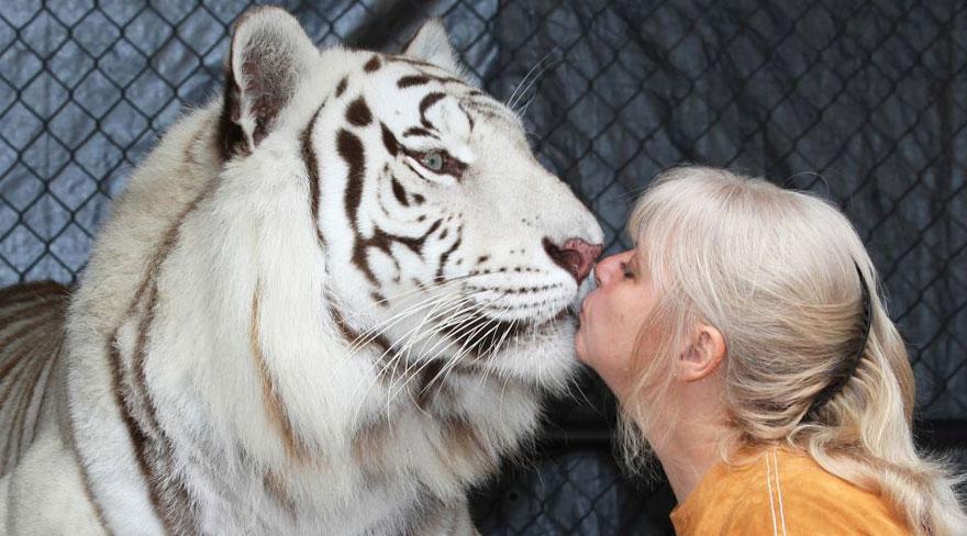 pet-tigers-janda-saber-janice-haley-11