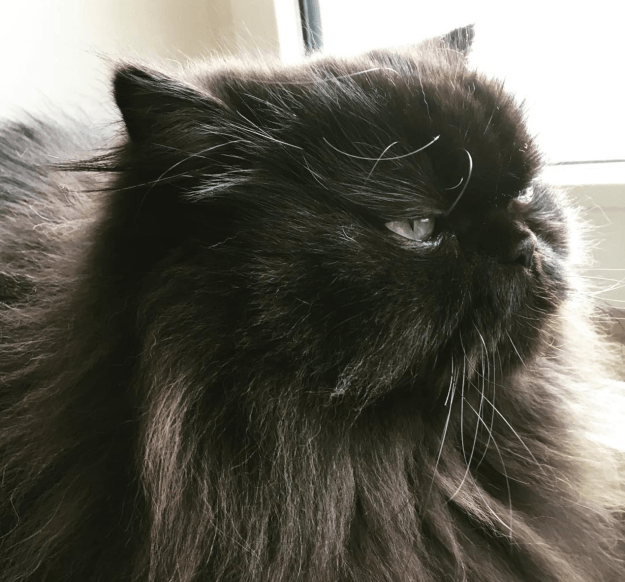 חתול10