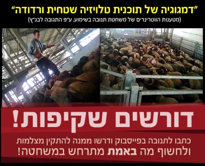 משרד החקלאות לבג"ץ: לא גיבשנו נהלים למניעת התעללות בבע"ח במשחטות