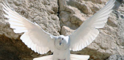 Judaism and Animal Rights