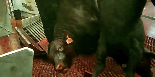 Undercover investigation at Dabbach – the biggest slaughterhouse in Israel
