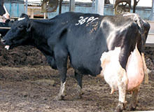 צפו: כך מלמדים סטודנטים לווטרינריה בישראל להתעלל בפרות