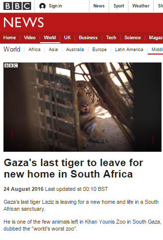 tiger report