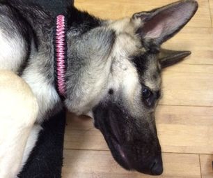 Paracord Dog Collar