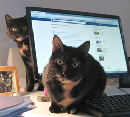 cats