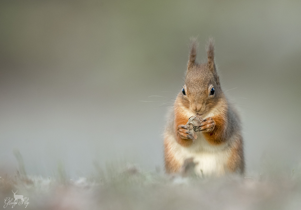 Eekhoorn / Red squirrel / Écureuil