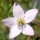 Boronia