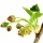 Fiore di Ribes Nero
