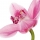 Orchidea Selvatica