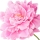 Peonia
