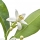 Fiore d'Arancio