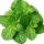 Menta