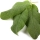 Salvia Sclarea