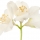 Fiore degli Angeli