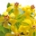 Barberry