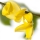 Lydia Broom (Genista lydia)