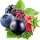 Frutti di Bosco
