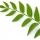 Albero del Curry