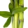Bambù