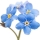 Non ti scordar di me (Myosotis)