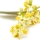 Fiore di Olivo