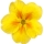 Primula