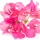 Bouganvillea