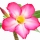 Rosa del Deserto 