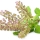 Tulsi o Basilico Sacro