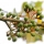 Litsea Cubeba