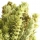 Siderite