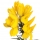 Ginestra Spinosa