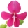 Impatiens