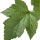 Foglia di Ribes Nero