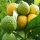 Limone Hatkora