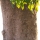 Cremesina Arborea