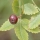 Linaloe berry