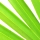 Saw palmetto