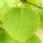 Katsura leaf