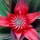 Pineapple blossom