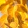 Cottonwood (Poplar)