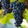 Pinot Noir grapes