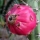 Cactus Harrisia